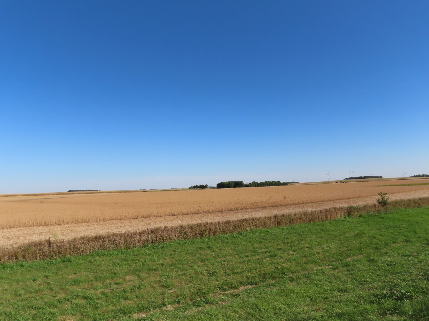 131.28 acres Highly Productive Springwater Township-Rock County Farmland at Auction!  - image 11