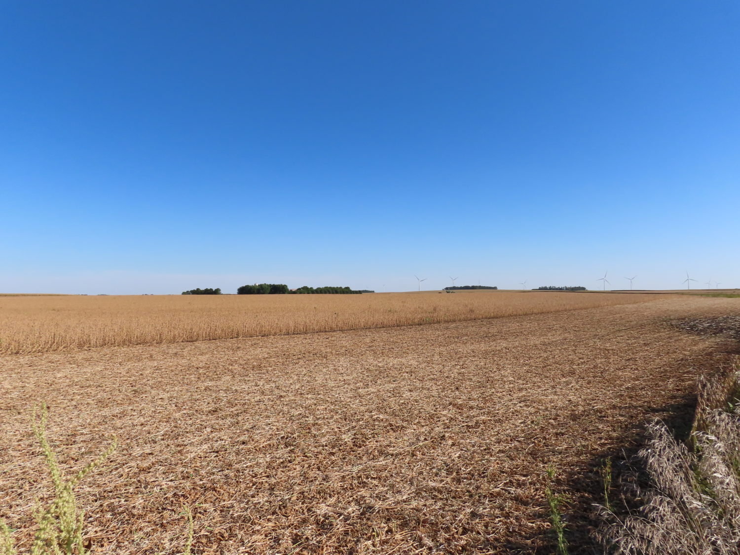 131.28 acres Highly Productive Springwater Township-Rock County Farmland at Auction!  - image 14